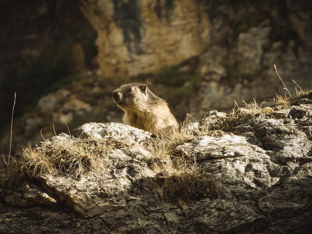 a couple of animals on a rock