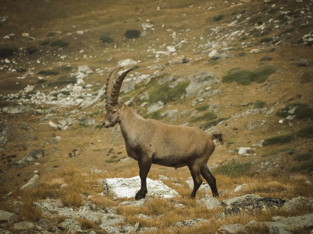 a horned animal walking on a rocky area