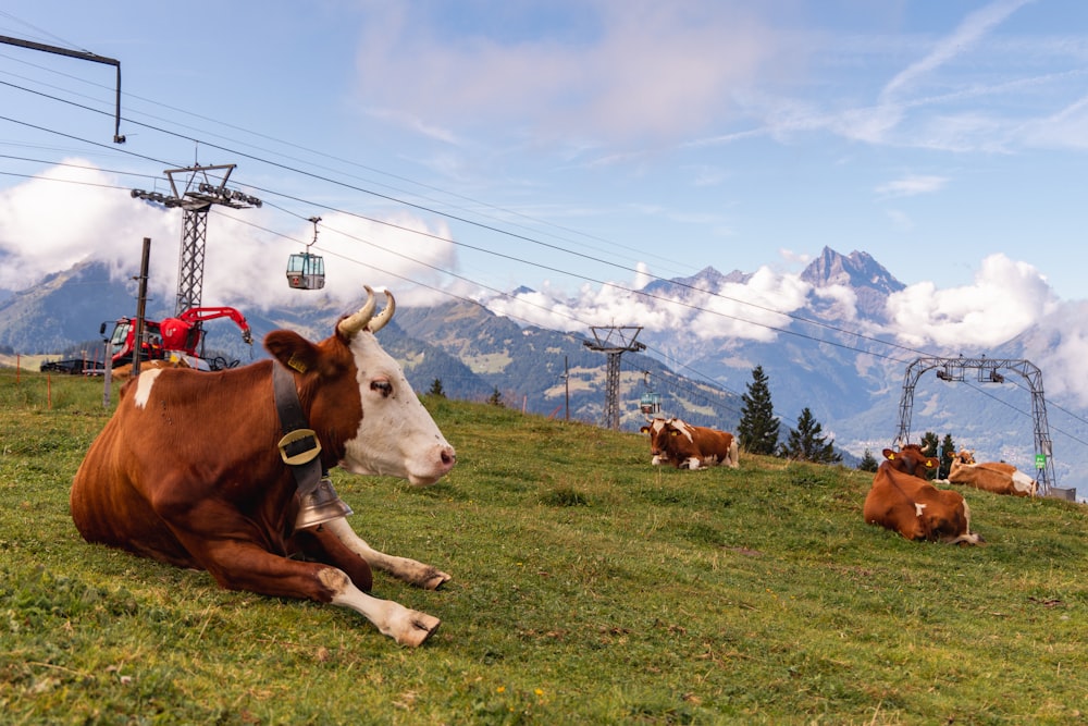 cows laying on a hill