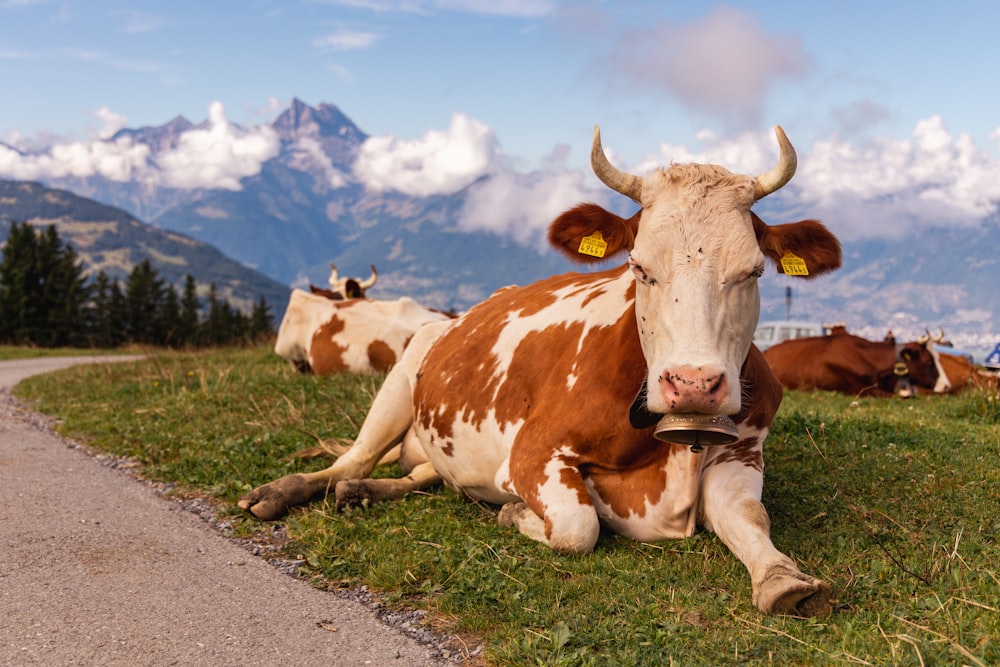 a cow lays on the grass