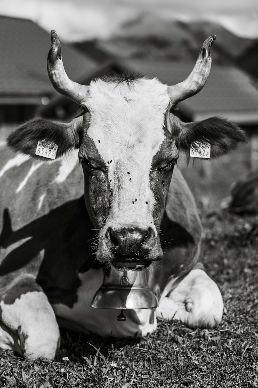 Una vaca con una etiqueta en la oreja