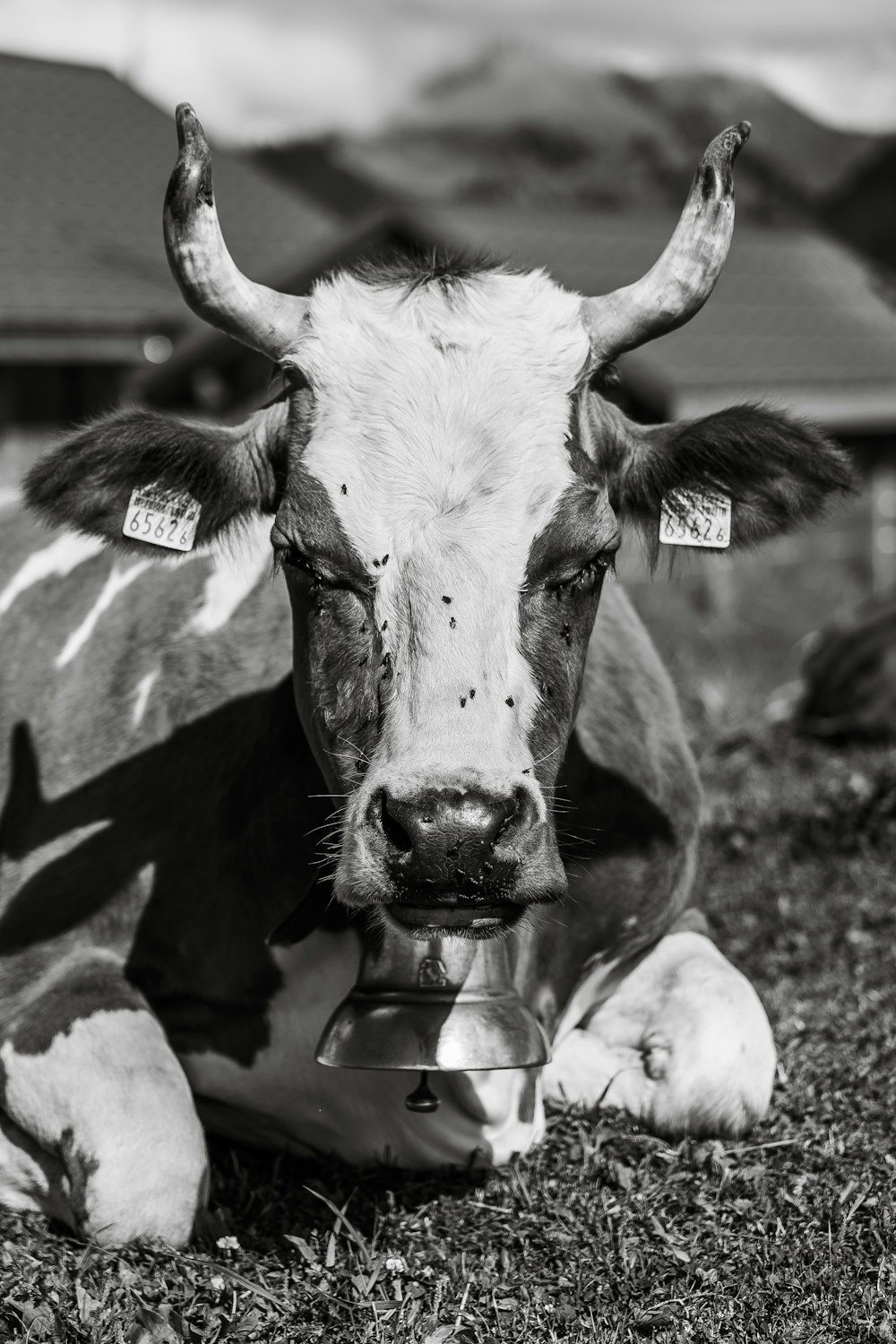 a cow with a tag on its ear