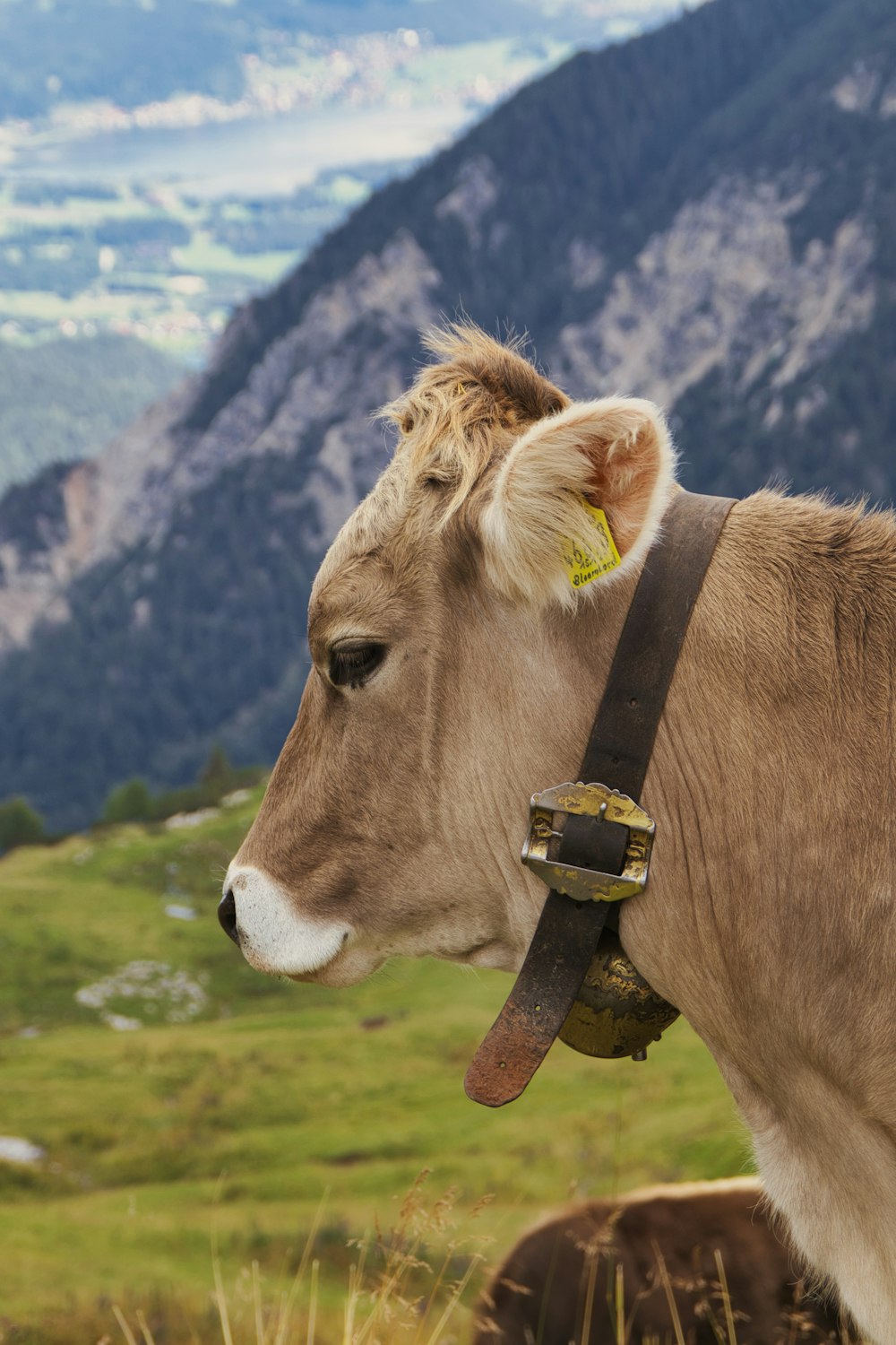 a cow with a collar
