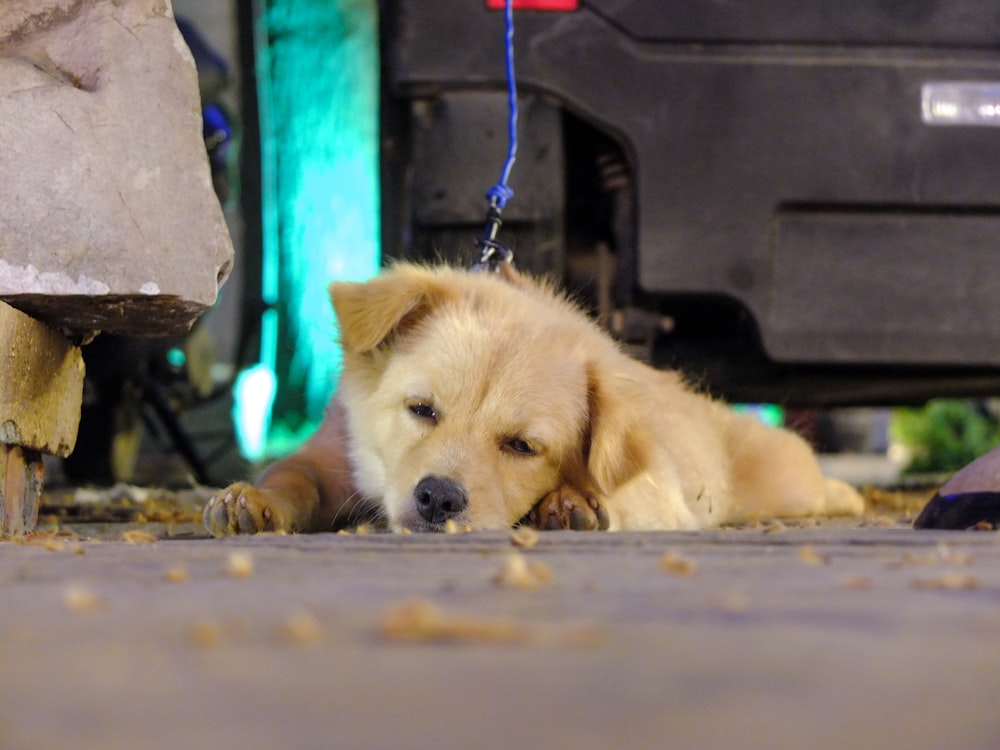 a dog lying on the ground