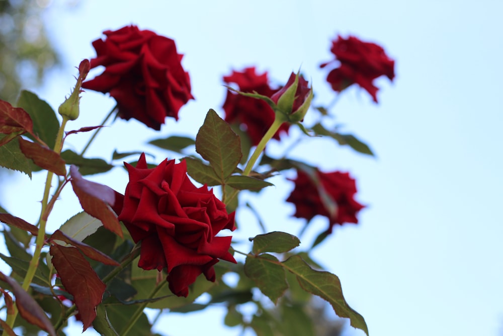 a close up of some flowers