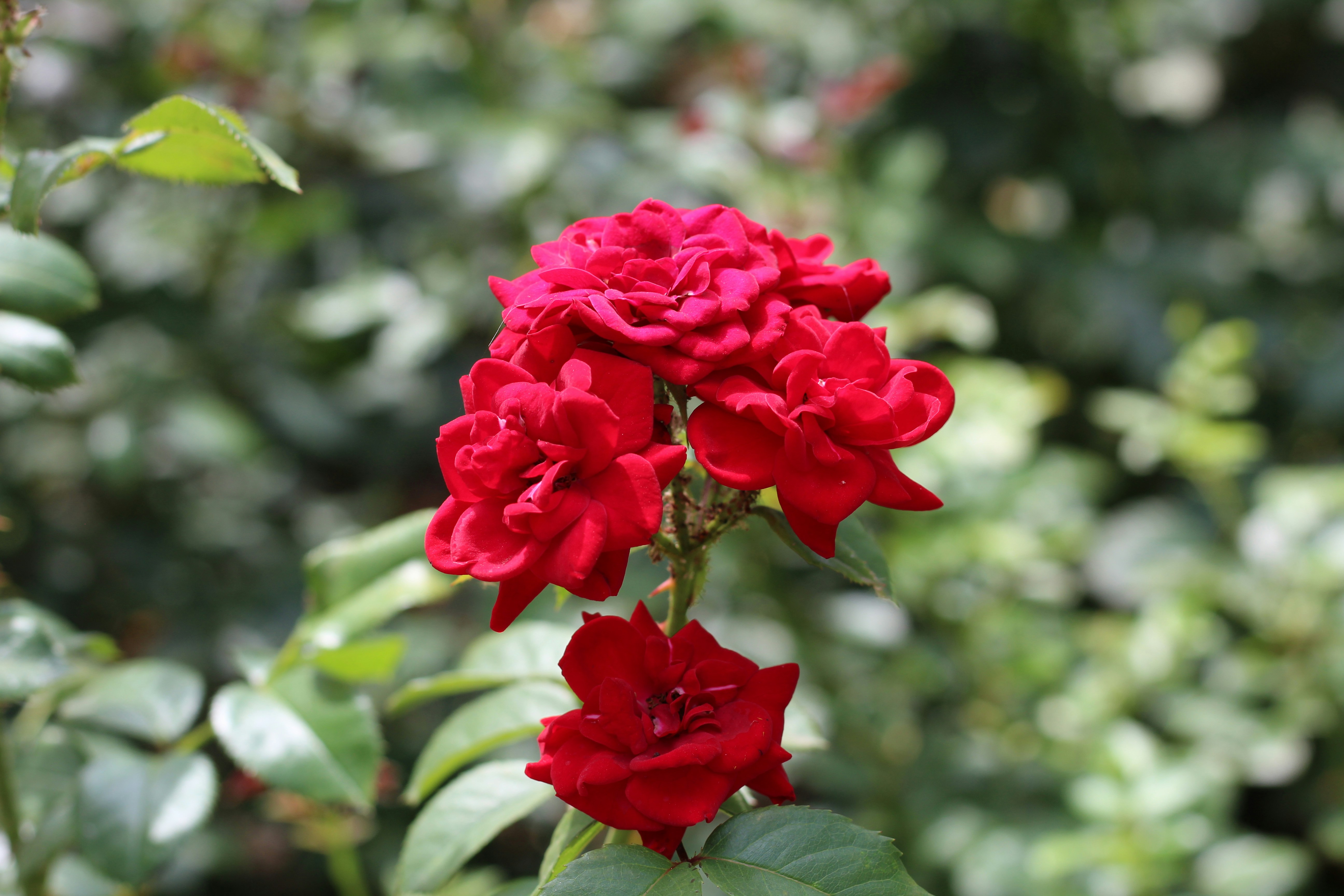 Photo by marina_yalanska