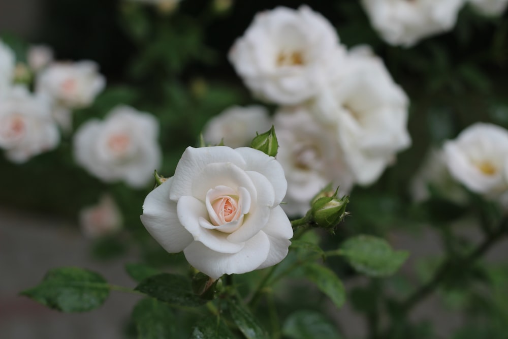 a close up of white flowers