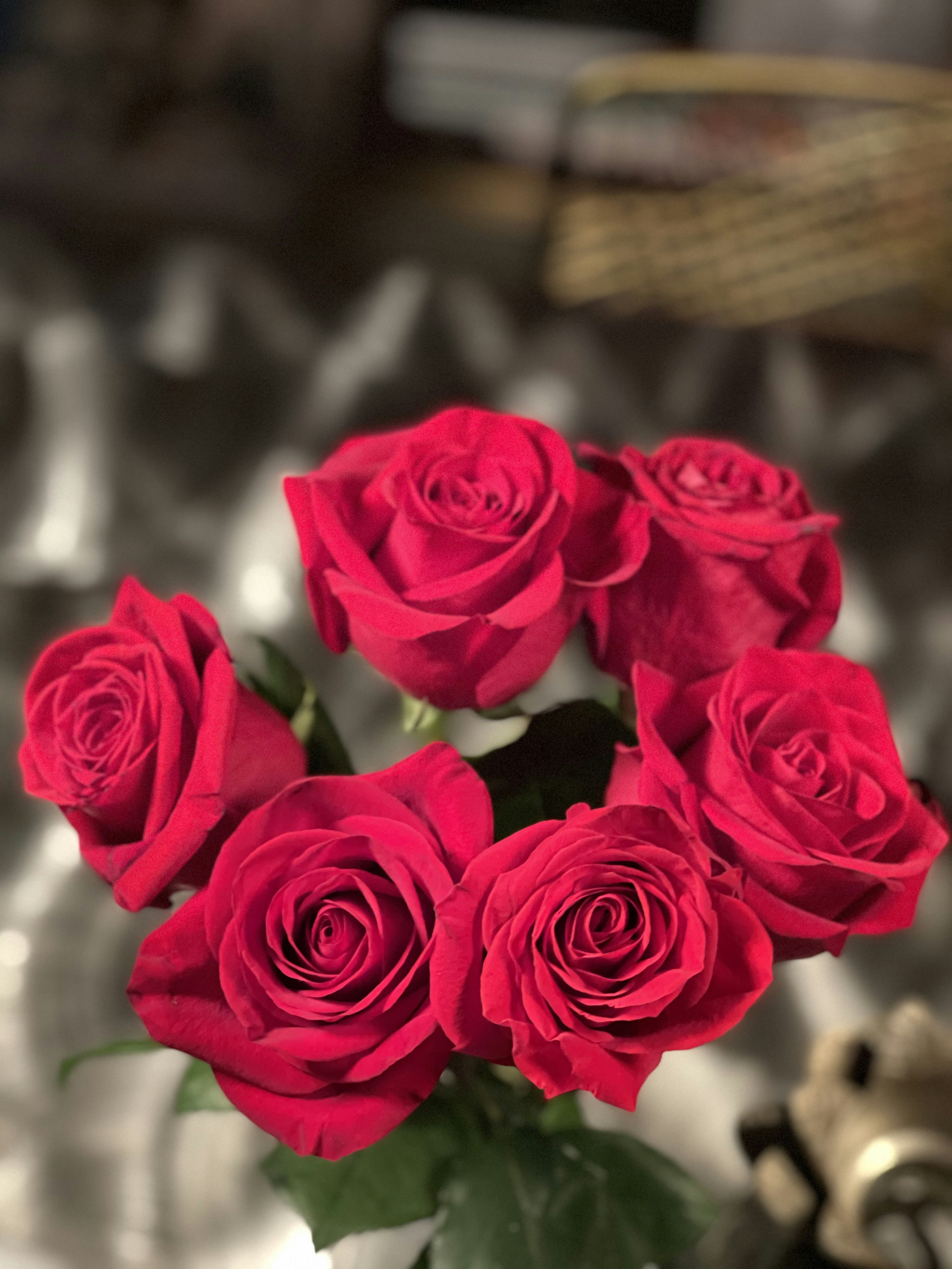 Classic red roses in a dozen-stem romantic bouquet with dark greenery