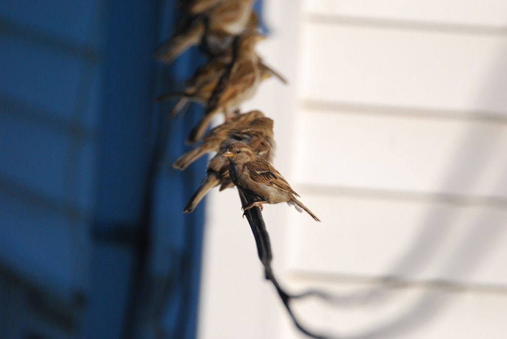 a group of bees on a white surface