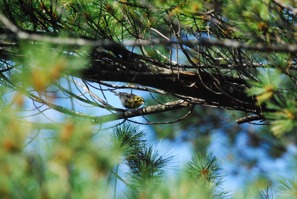 a bird sitting on a branch