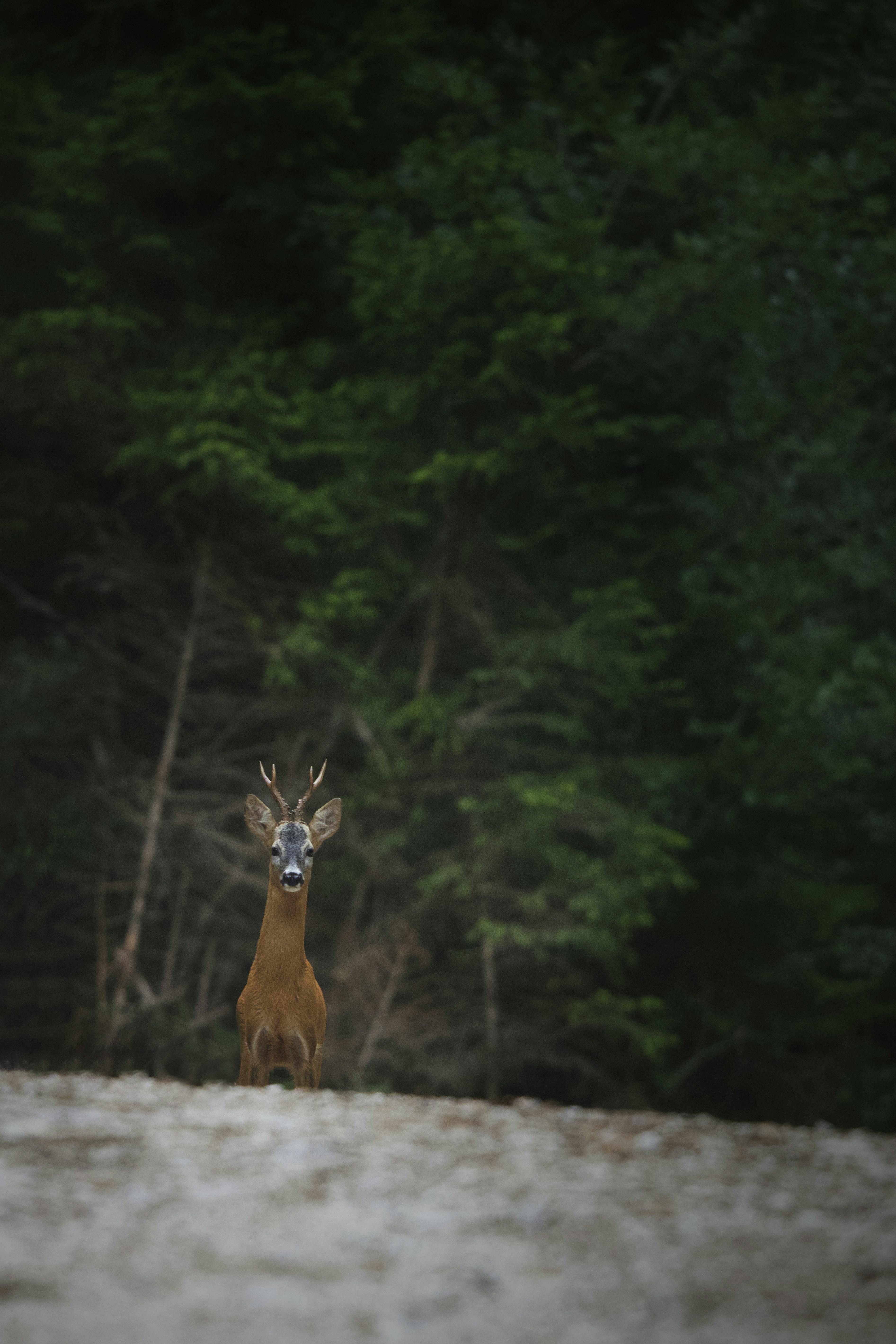 Capriolo alla valdostana