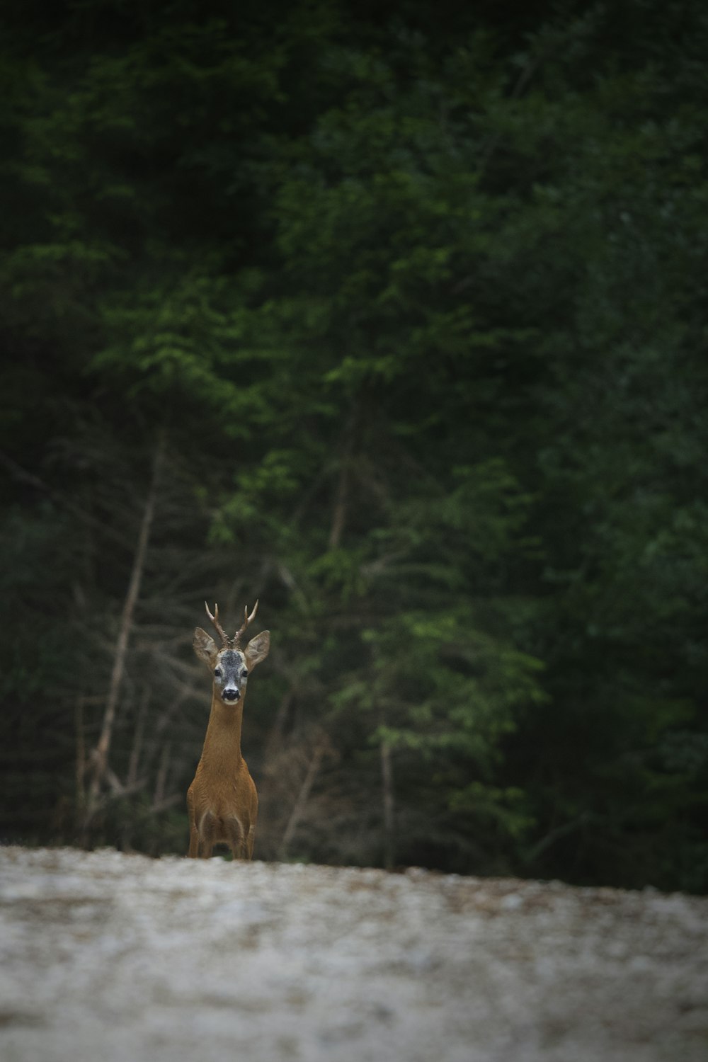two deer standing on a rock