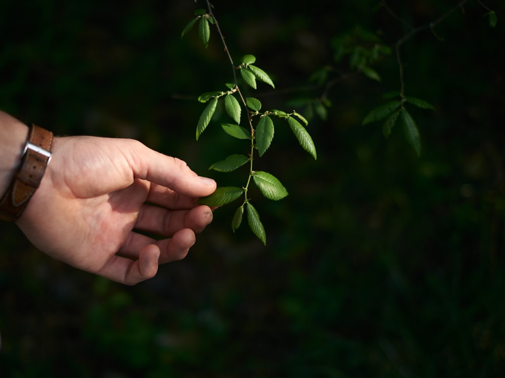 a pair of hands holding a branch