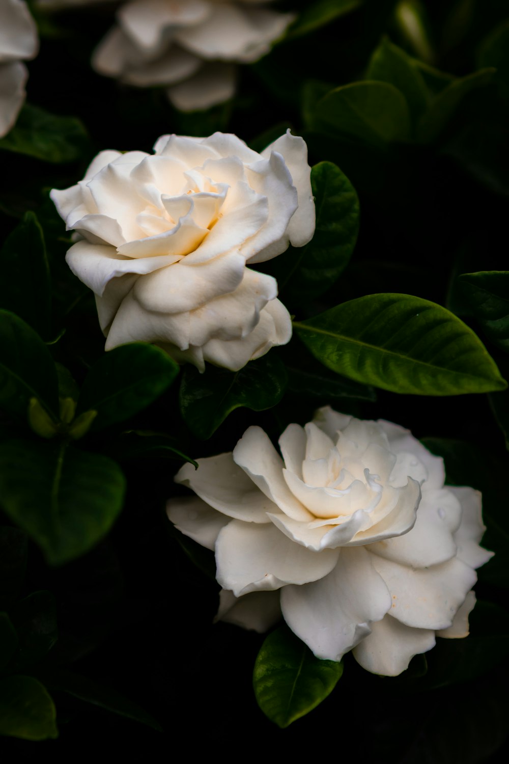 a group of white flowers