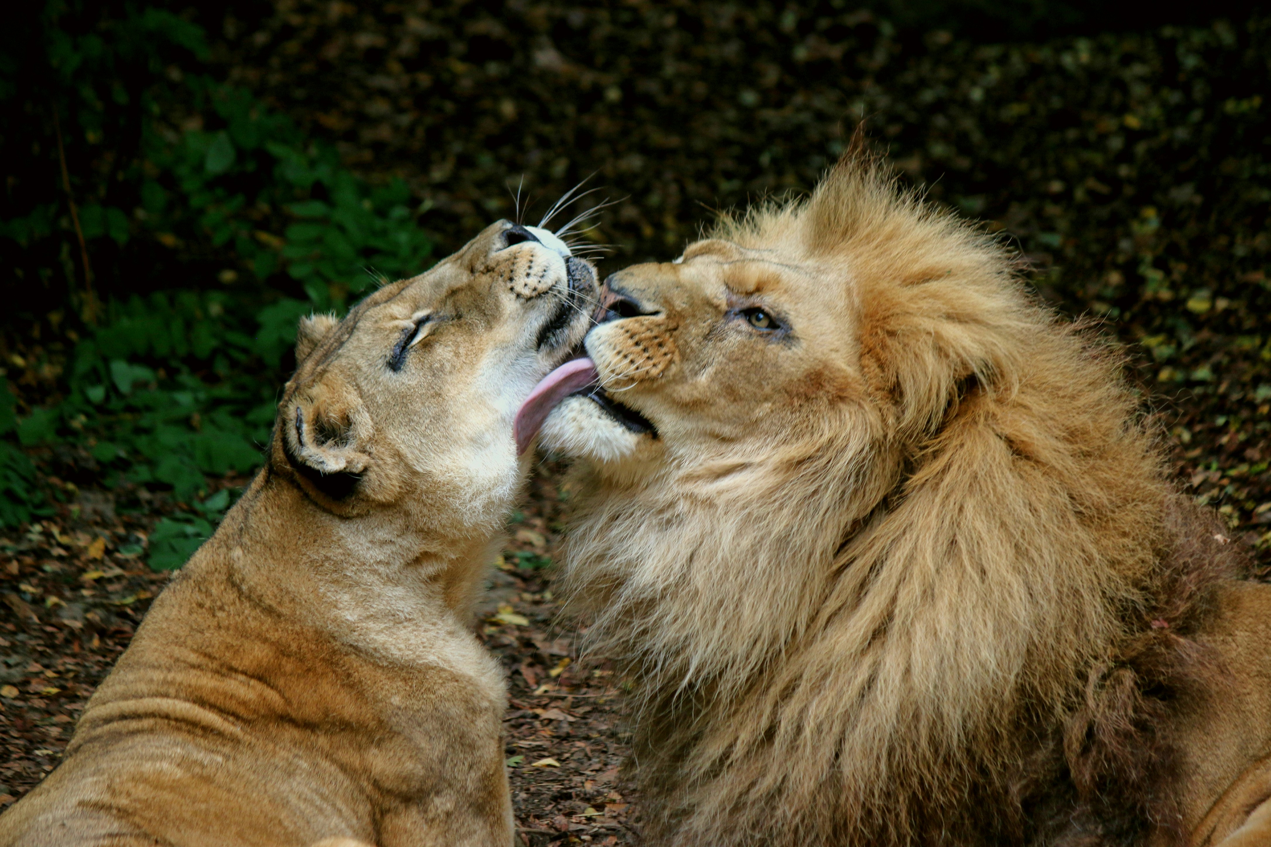 20. The Lion Whisperer’s Wild Rescue (image credits: unsplash)