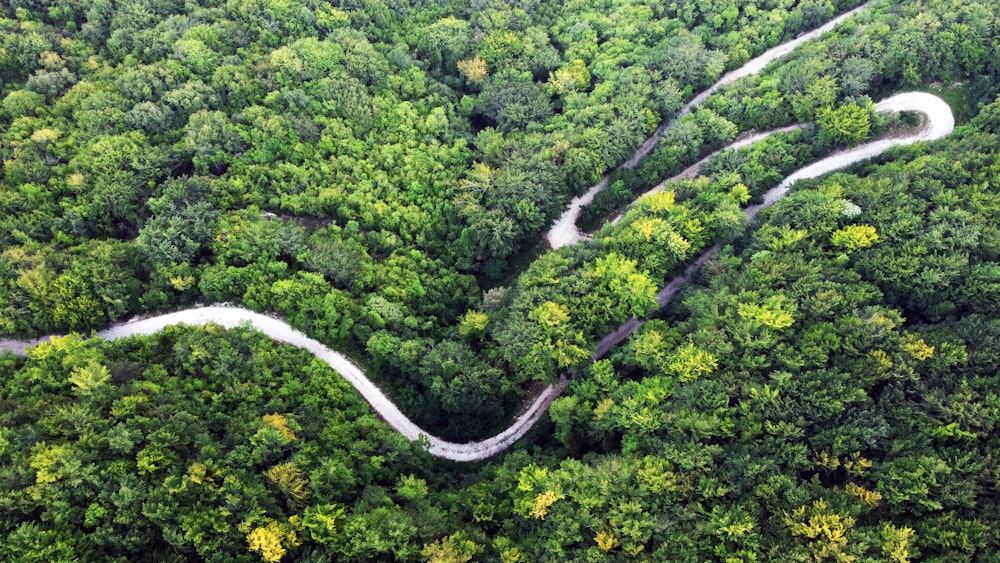 a winding road through a forest