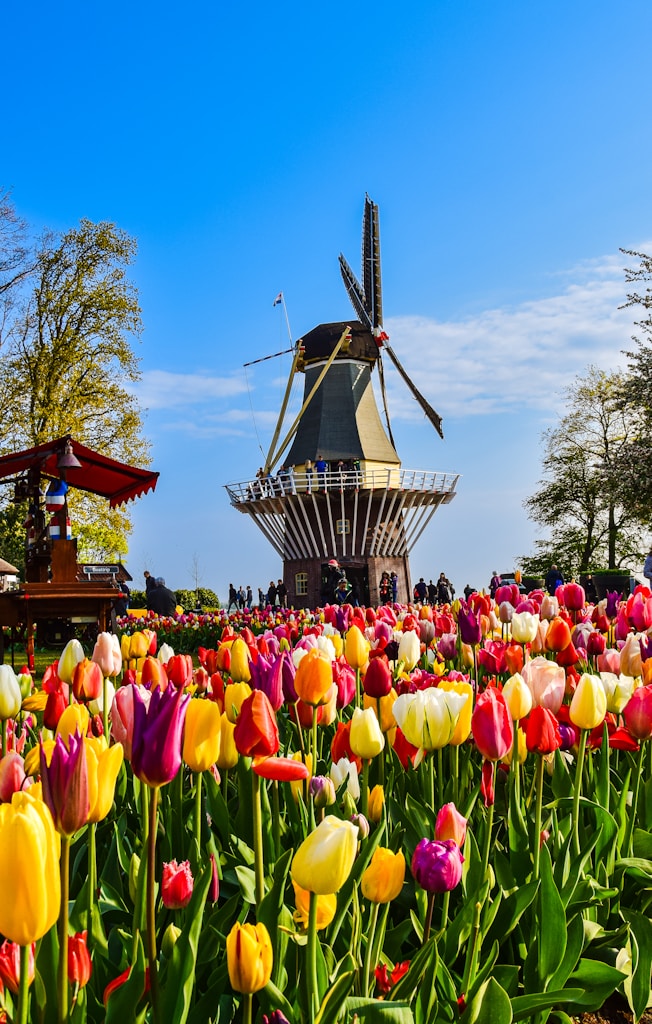 a large group of colorful flowers in front of a pagoda
