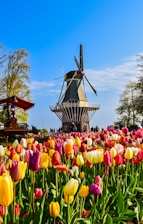 a large group of colorful flowers in front of a pagoda