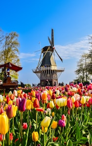 a large group of colorful flowers in front of a pagoda