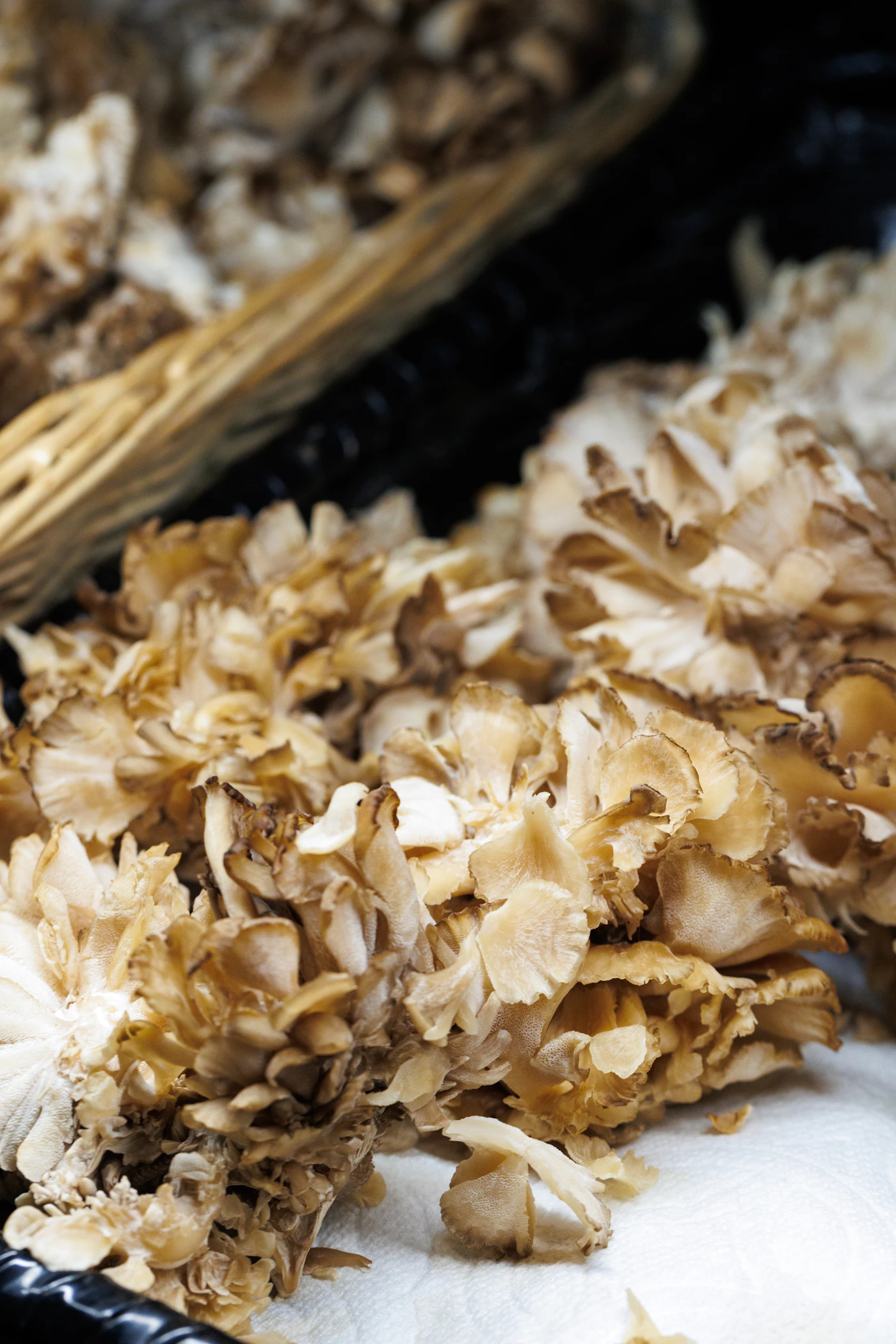 Grifola frondosa