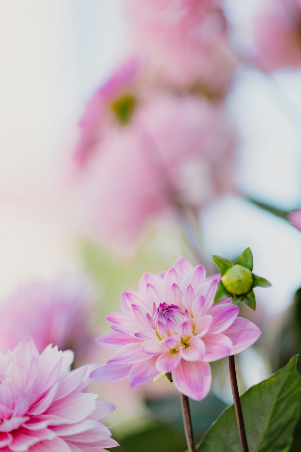 close up de flores cor-de-rosa