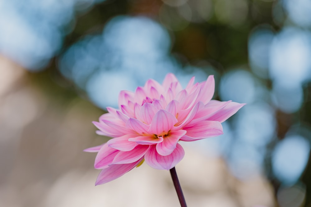 a pink flower with a stem