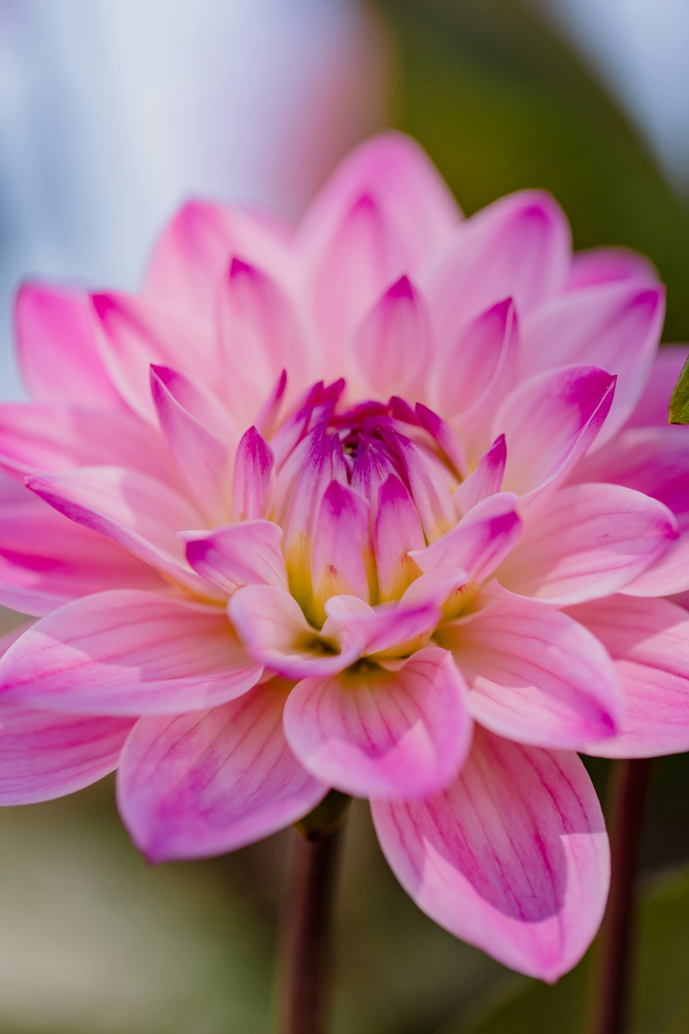 a close up of a flower