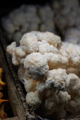 a close up of a mushroom