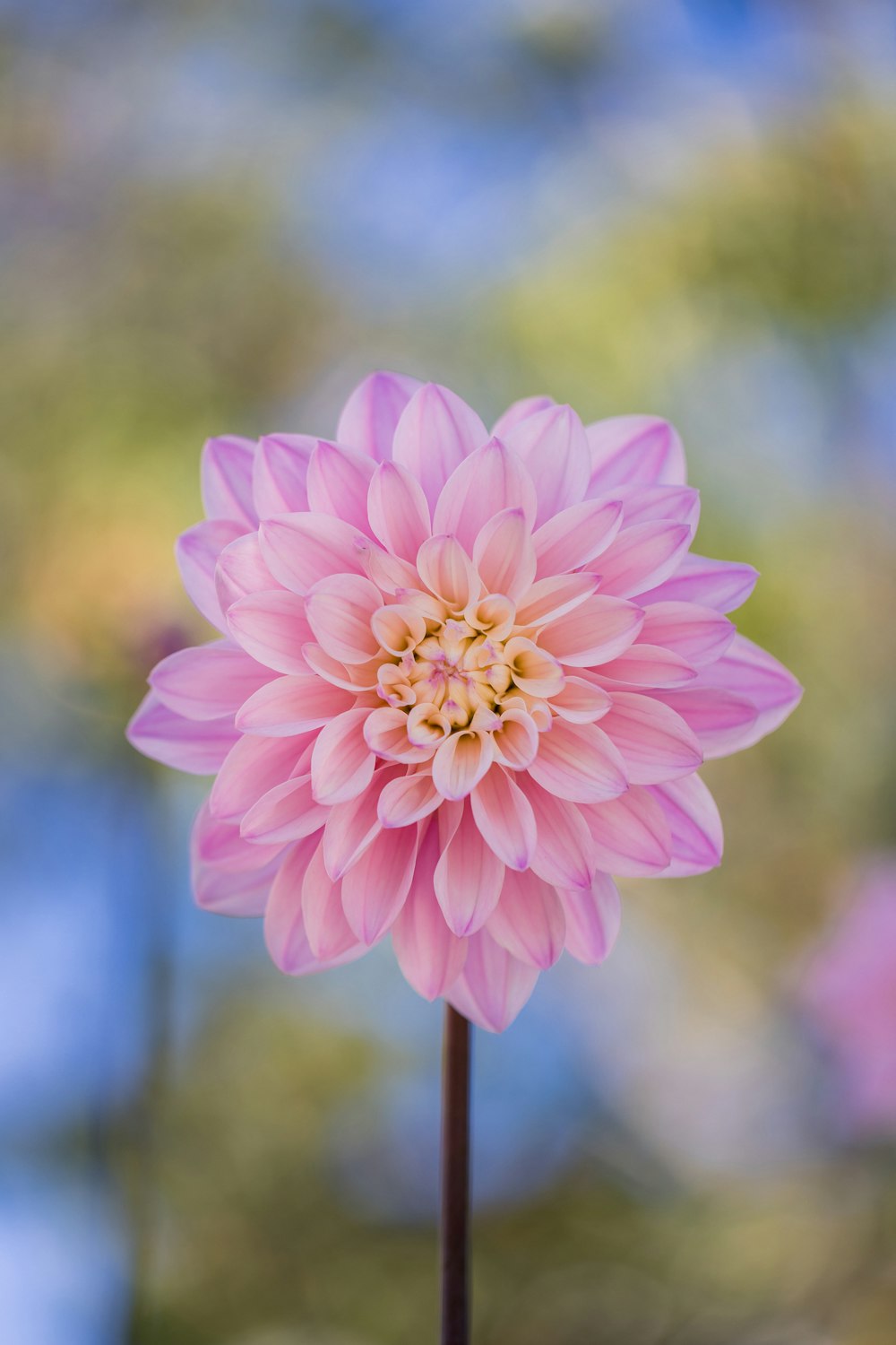 a pink flower with a green stem