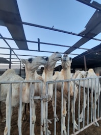 A group of camels standing behind a metal railing within an enclosed area. The camels have light-colored fur and are closely positioned next to each other, seeming curious or engaged with their surroundings. The area above the camels is covered with a structure that has an open framework allowing the sky to be visible.