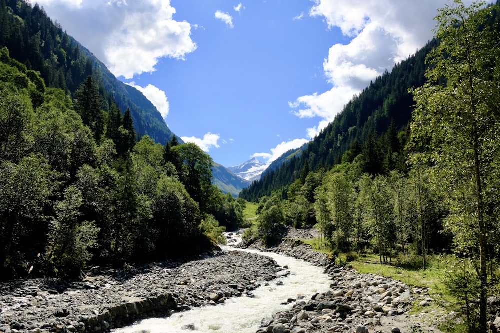 a river running through a forest