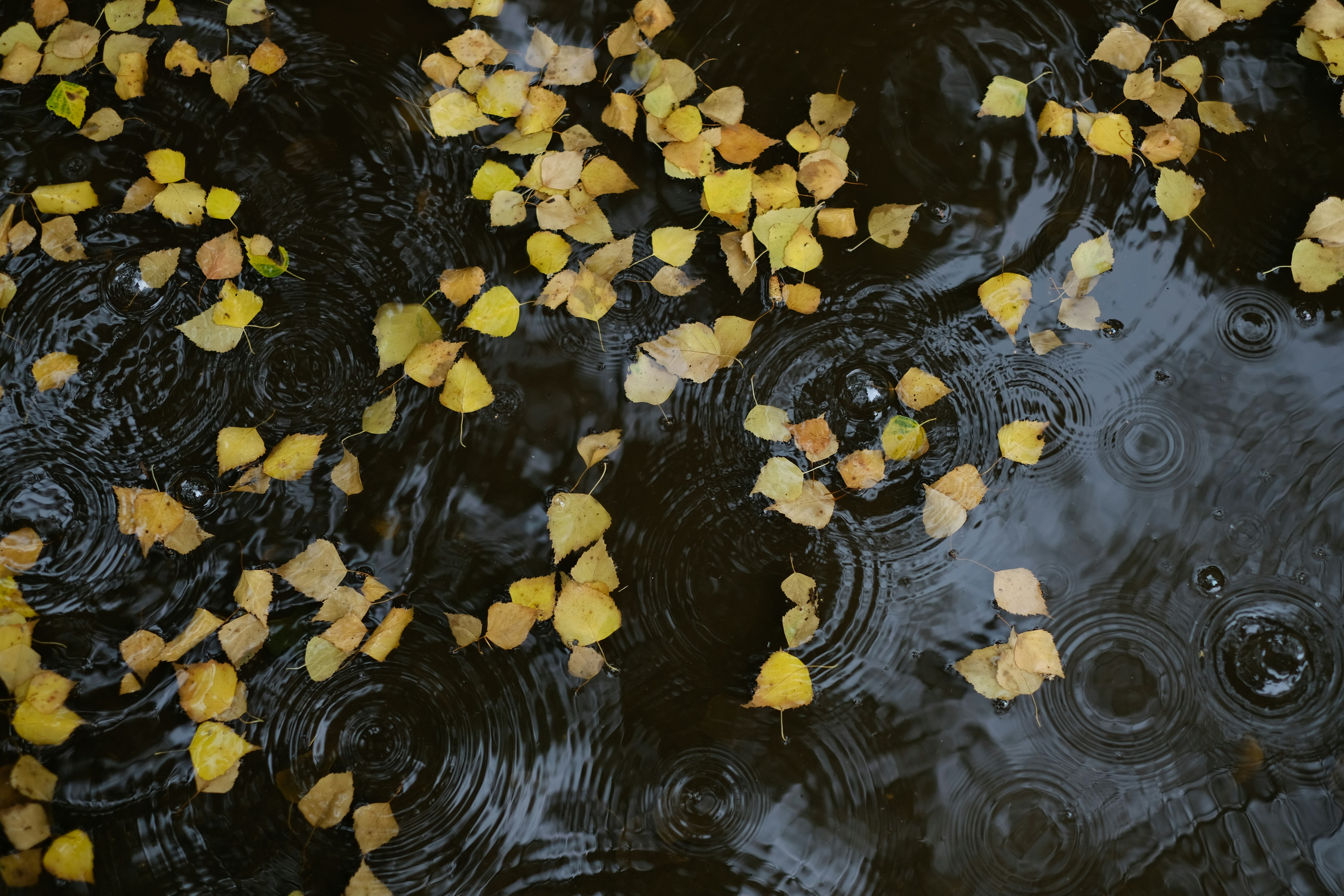 Photo by victor_vector