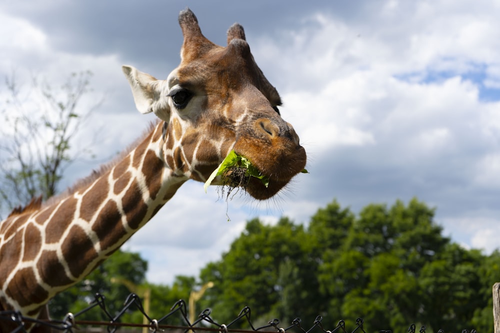 a giraffe eating grass