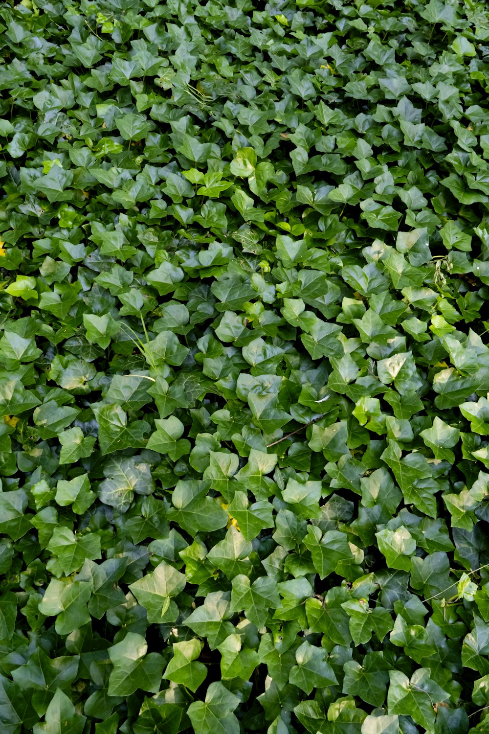 a large group of clovers