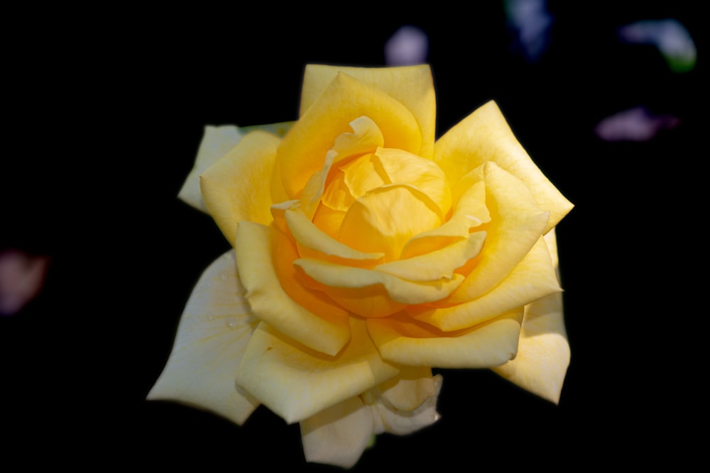 a yellow rose with a black background