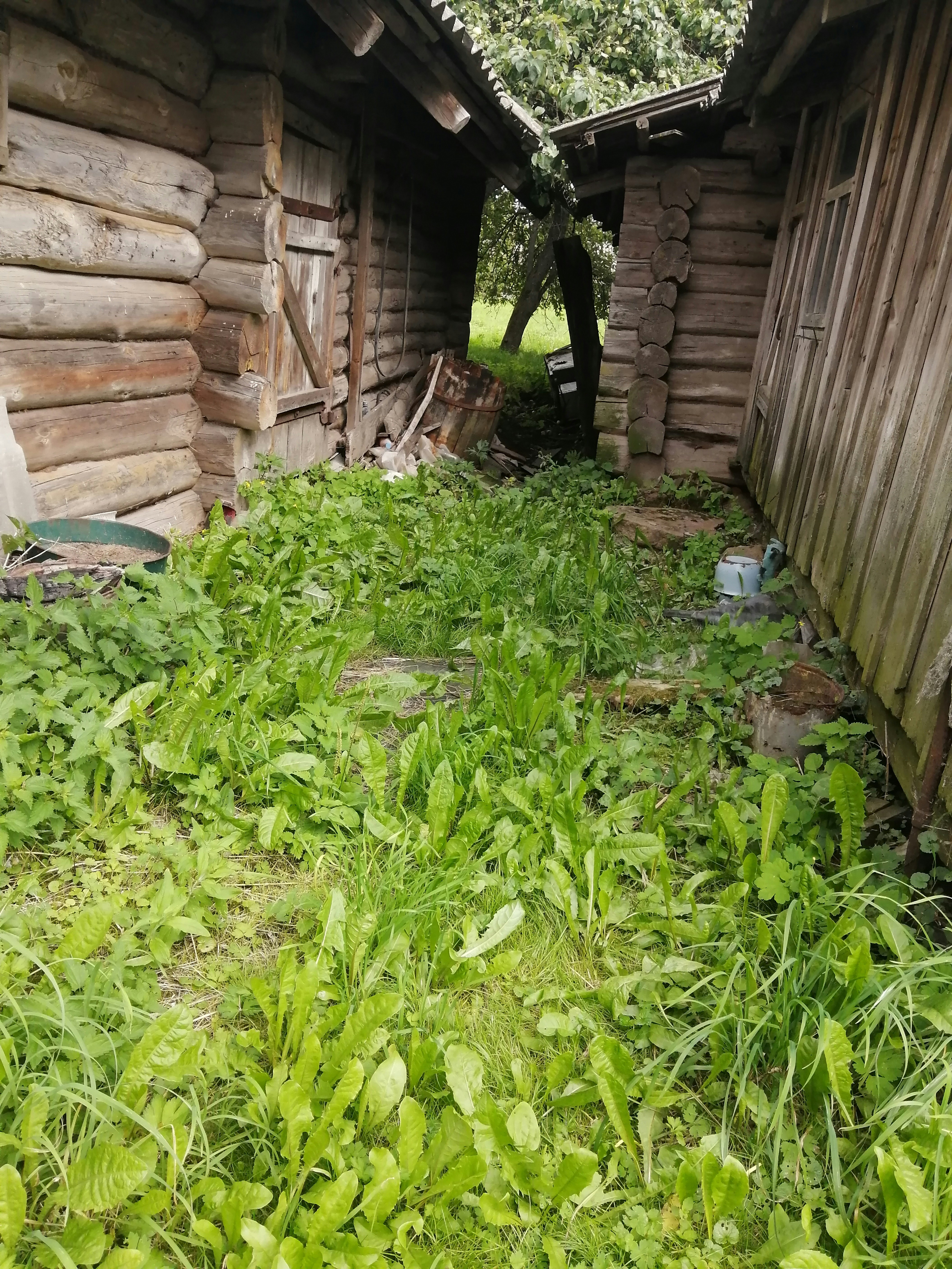 a yard with plants and a building