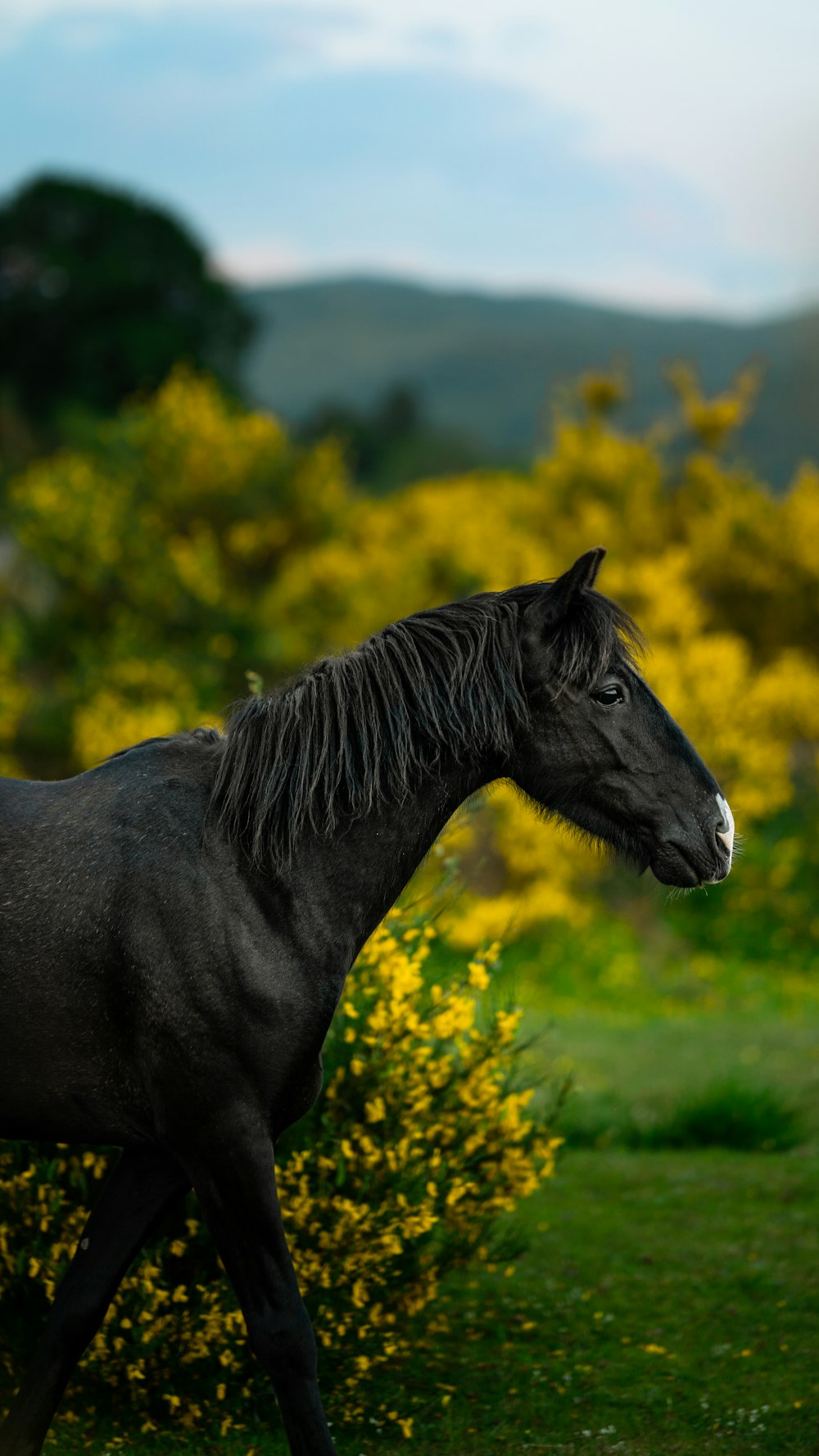 a black horse in a field