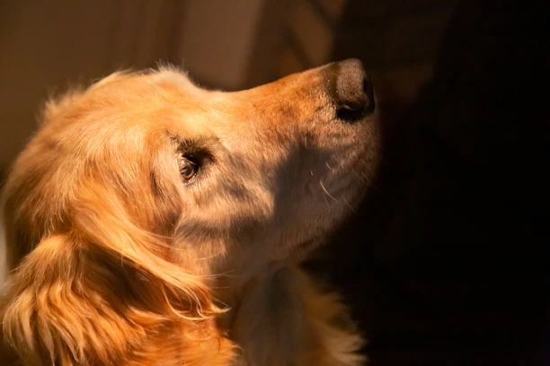 Close-up of a golden retriever's warm, friendly eyes reflecting trust.
