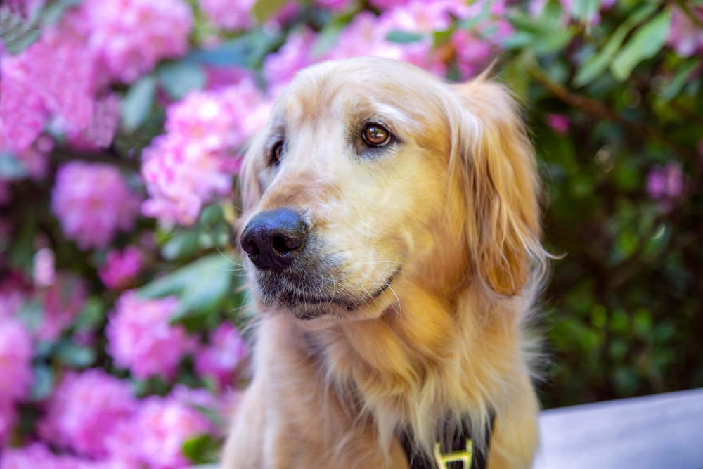 a dog in front of a bush of flowers