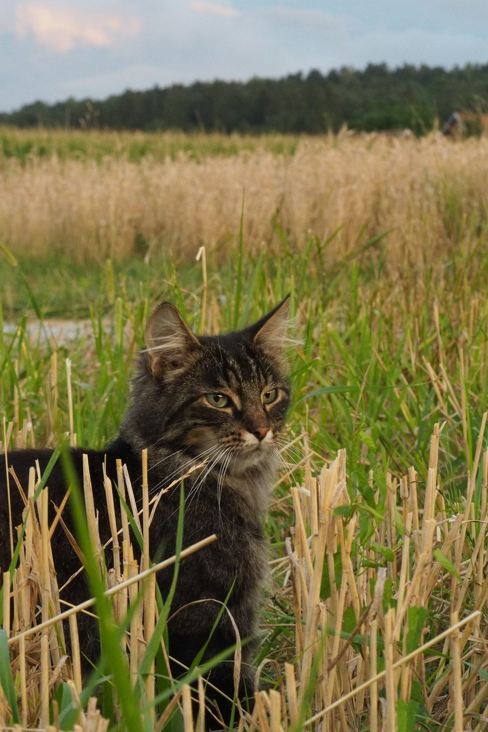 a cat sitting in a field
