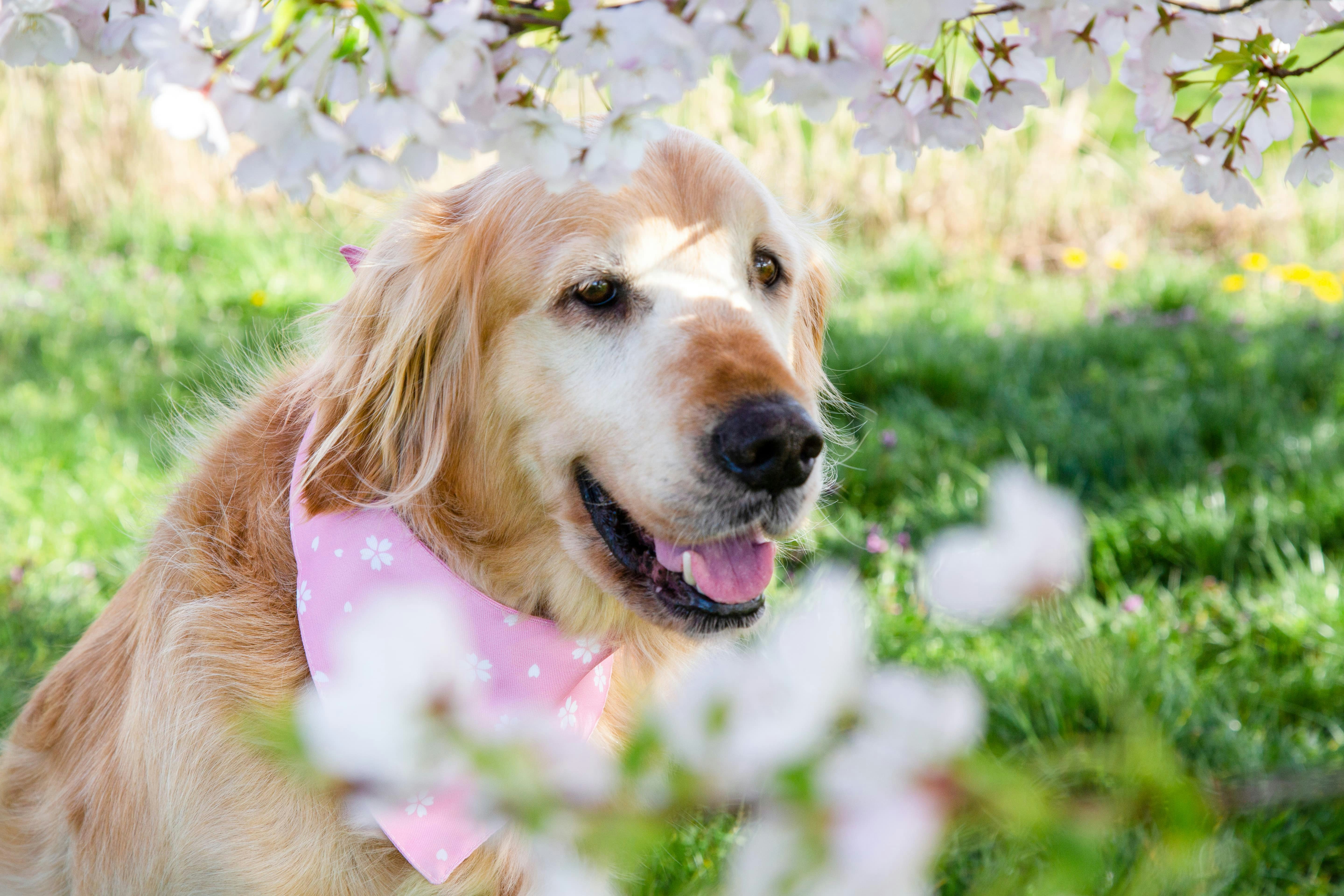 Dog wearing a light floral spring jacket