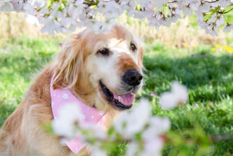 A joyful golden retriever wearing a stylish bandana in a sunlit park.