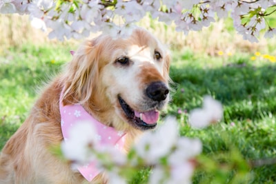 A joyful golden retriever wearing a colorful bandana from cutecanin.