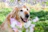 A cheerful golden retriever wearing a colorful bandana, sitting in a sunny park.