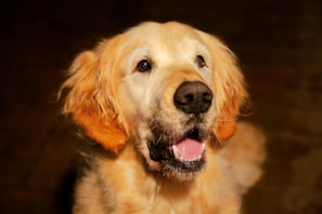 A golden retriever with a shiny coat gazes upwards, mouth slightly open and ears perked with bright eyes. The focus is on its face, revealing a sense of alertness and friendliness.