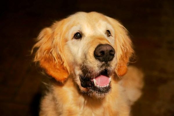 A golden retriever with a shiny coat gazes upwards, mouth slightly open and ears perked with bright eyes. The focus is on its face, revealing a sense of alertness and friendliness.