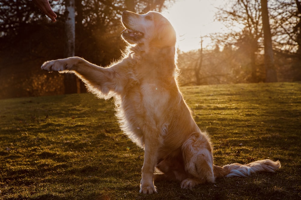 a lion standing on its hind legs