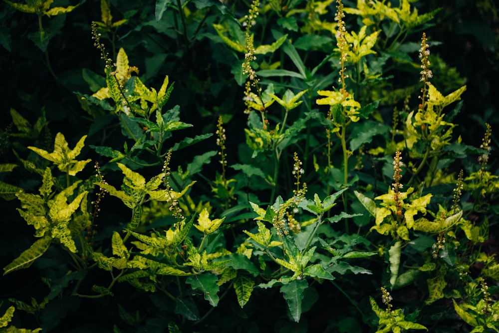 a group of plants with yellow flowers