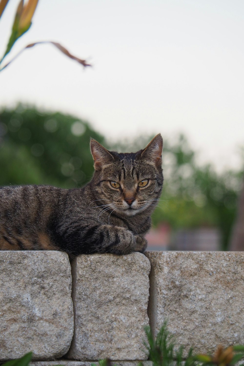 a cat lying on a stone wall