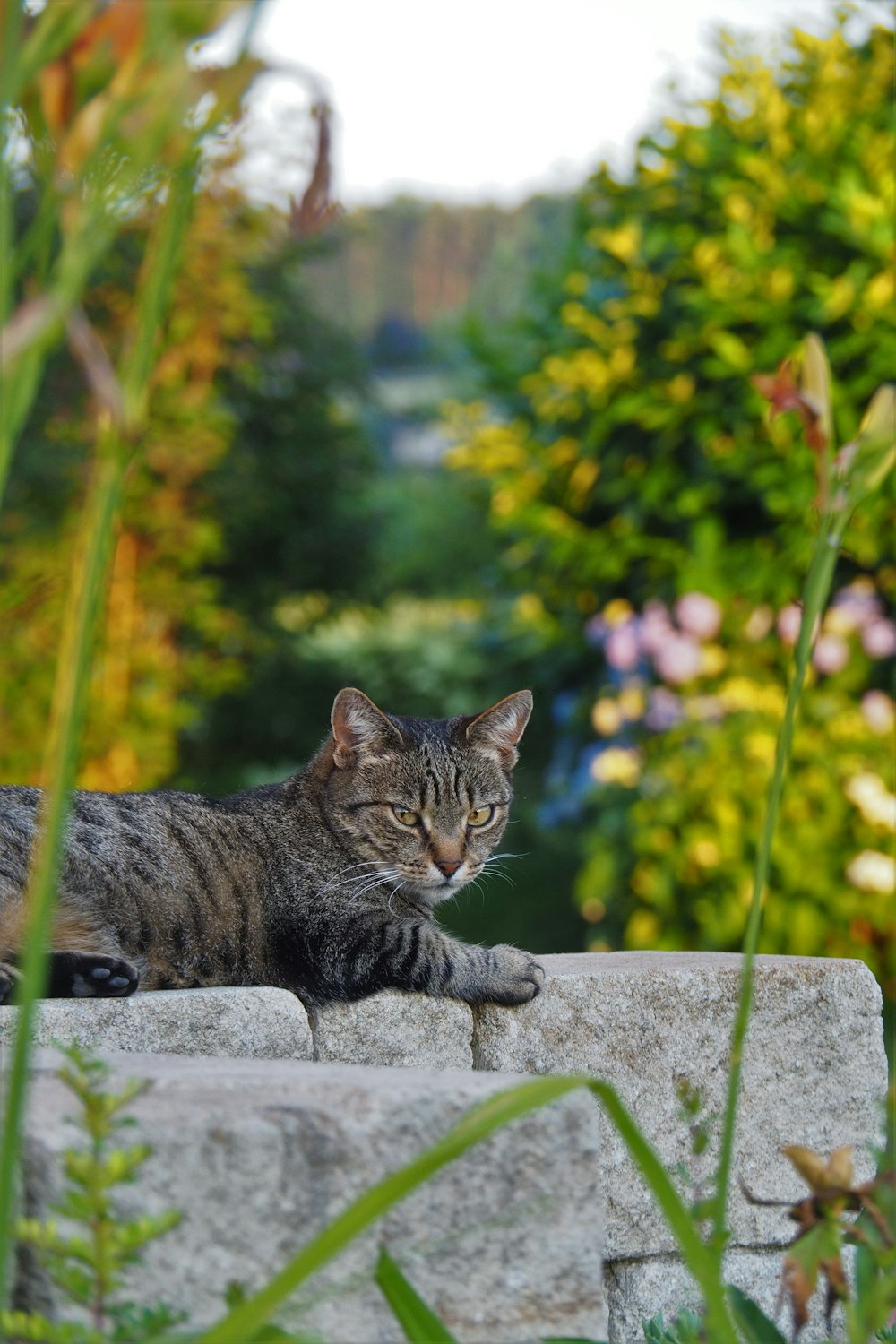 a cat lying on a stone wall